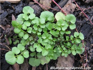 Bittercress Cardamine hirsuta weed foraging