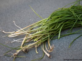 Crow garlic (Allium vineale)