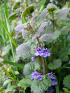 Ground ivy glechoma hederacea