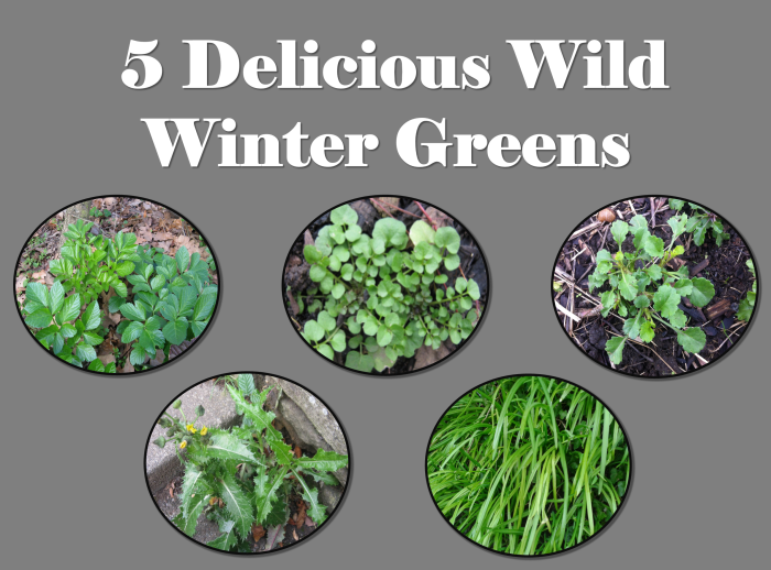 5 delicous wild winter greens title