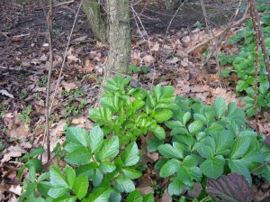 Alexanders Smyrnium olusatrum winter foraging