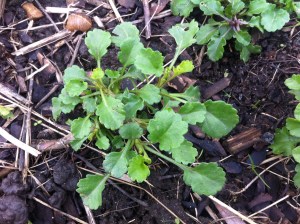 Photo of Ox-eye daisy leaf (Leucanthemum vulgare)