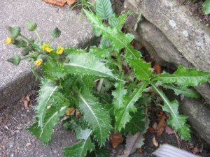 Sonchus asper prickly sow thistle foraging