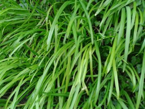 Three cornered garlic leek Allium triquestrum foraging