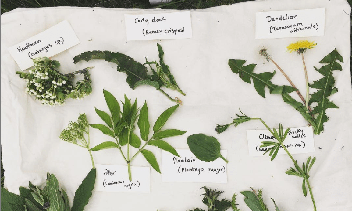 Plants layed out on a cloth with labels of plant names